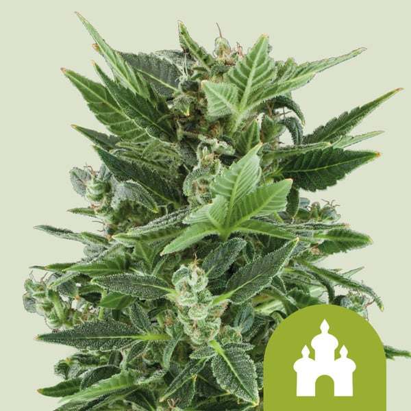 Royal Queen Seeds Cannabissamen - Royal Kush USA Premium Automatic