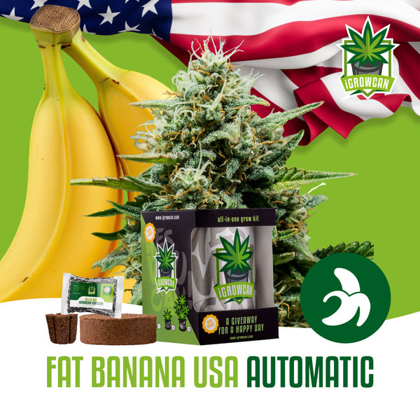 iGrowCan Samenset - Fat Banana USA Automatik