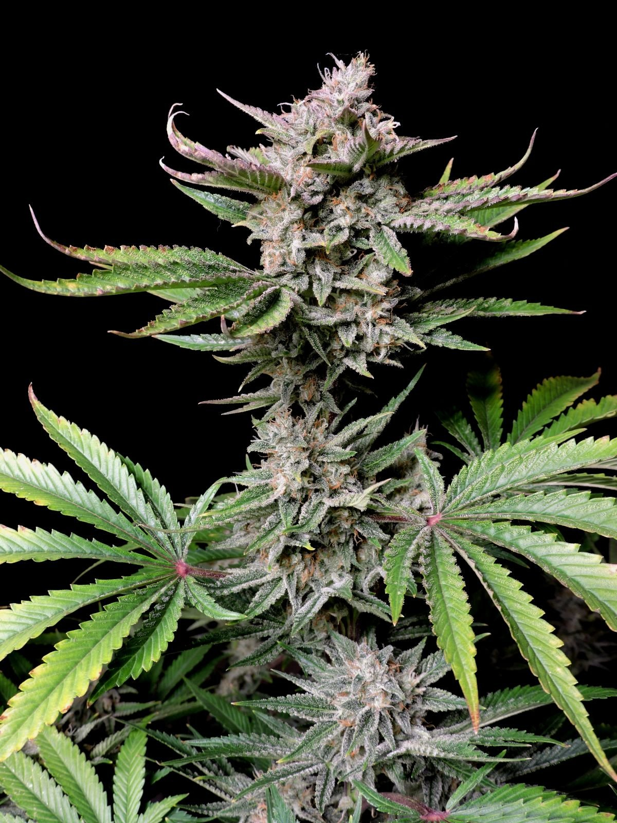 420 Fast Buds Cannabissamen Cherry Cola Automatic Pflanze 420 Fast Buds Cannabissamen Cherry Cola Automatic Pflanze