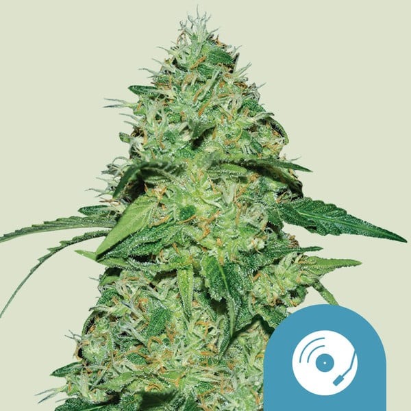 Royal Queen Seeds Cannabissamen Joanne's CBD