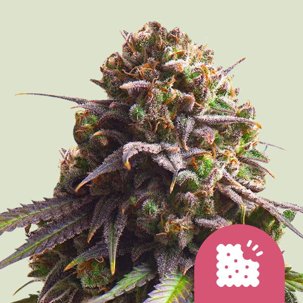 Royal Queen Seeds Cannabissamen - Biscotti USA Premium Feminized