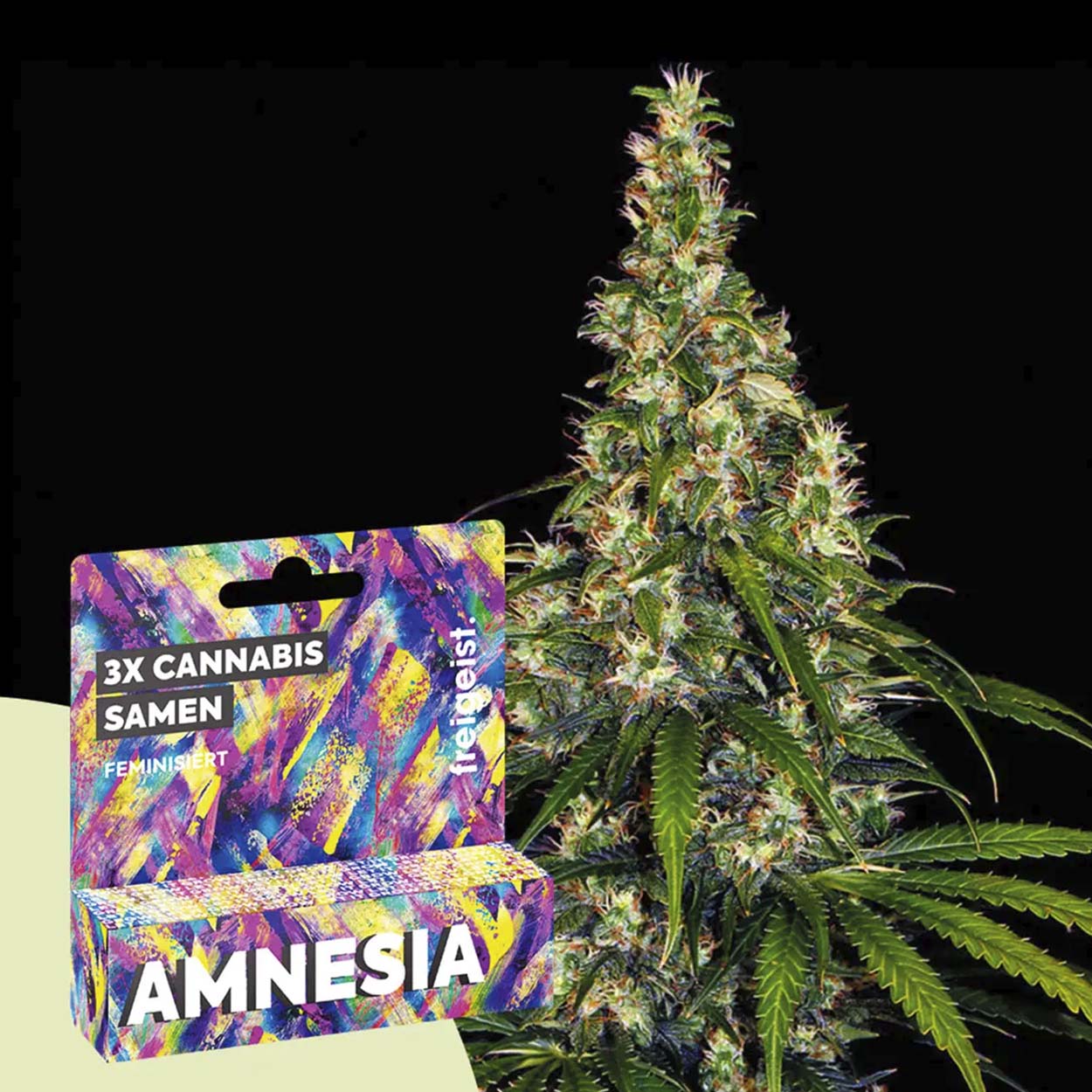 Freigeist Cannabissamen - Amnesia