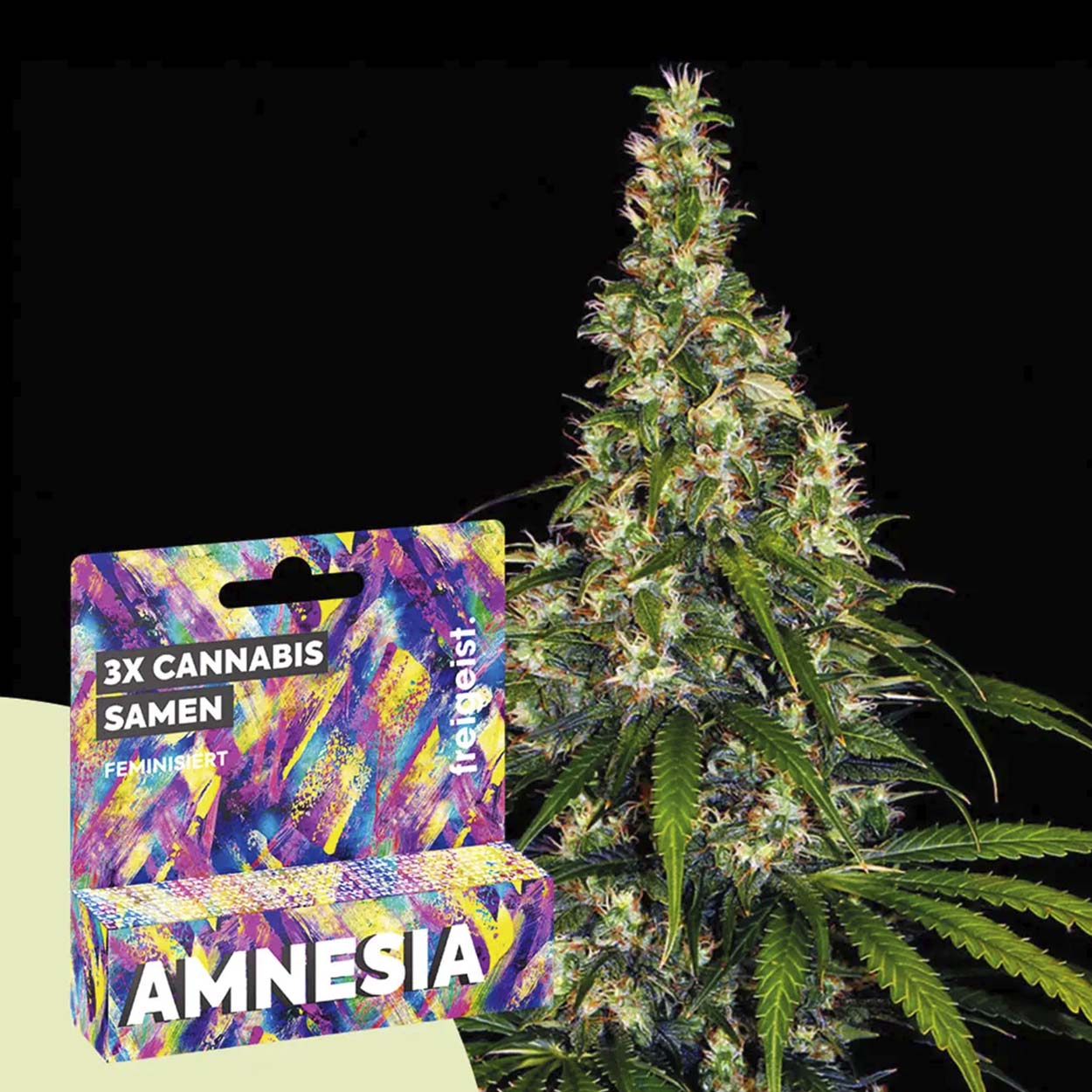 Freigeist Cannabissamen Amnesia Freigeist Cannabissamen Amnesia