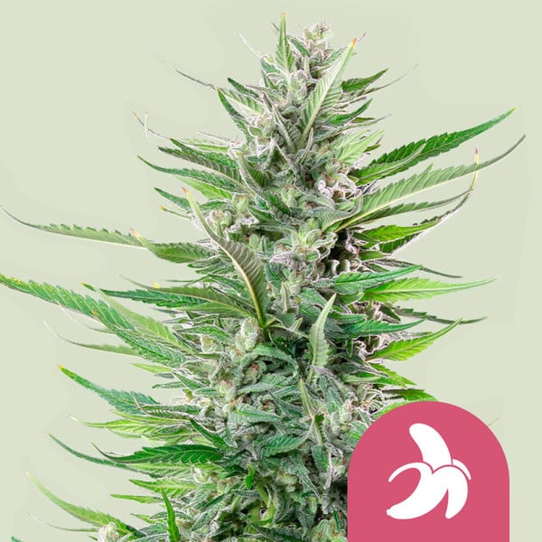 Royal Queen Seeds Cannabissamen Fat Banana Femenized Pflanze Royal Queen Seeds Cannabissamen Fat Banana Femenized Pflanze