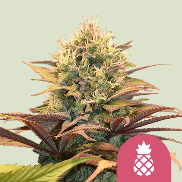 Royal Queen Seeds Pineapple Kush Femenized Pflanze Royal Queen Seeds Pineapple Kush Femenized Pflanze