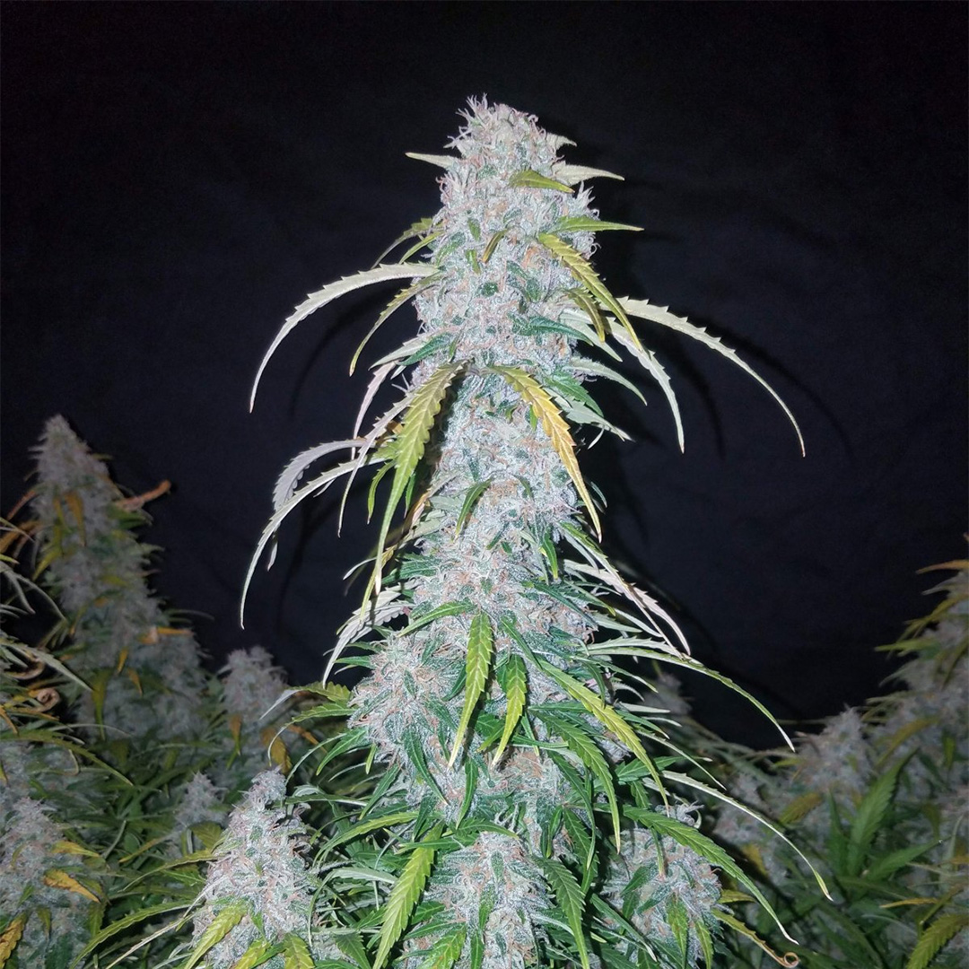 420 Fast Buds Cannabissamen Six Shooters Automatic Pflanze