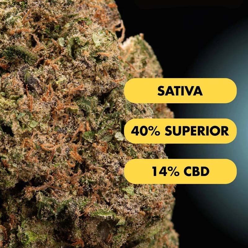 Only Grams Superior Blend Blüte Lucid Dreams