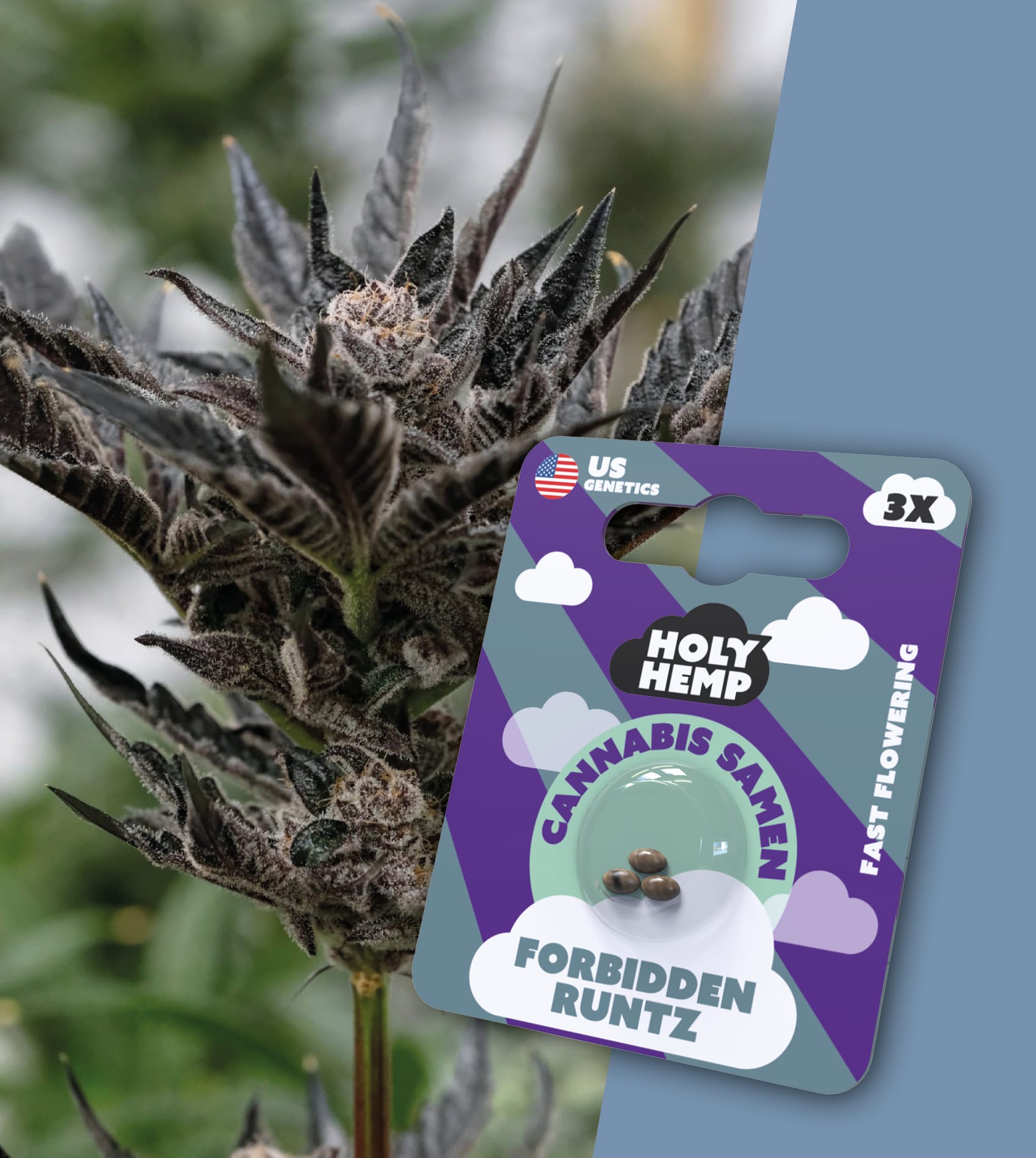 Holy Hemp Cannabissamen Forbidden Runtz