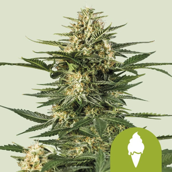 Royal Queen Seeds Green Gelato Automatic Royal Queen Seeds Green Gelato Automatic