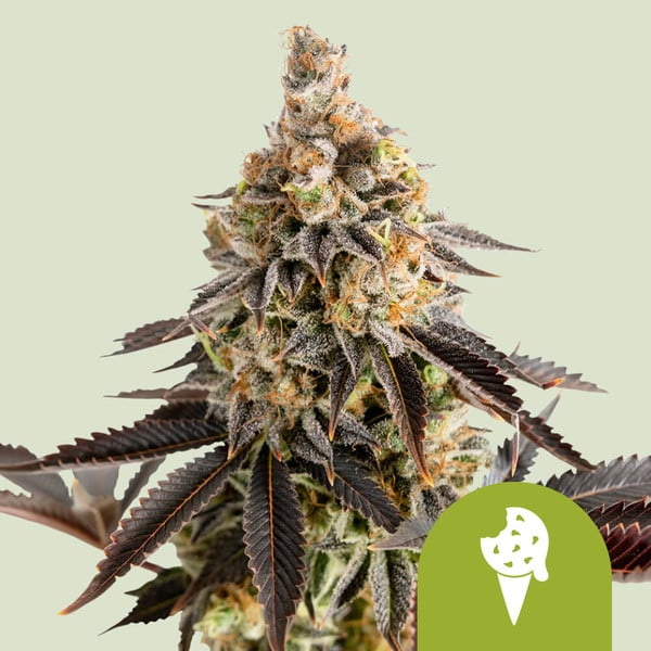 Royal Queen Seeds Cannabissamen - Cookies Gelato USA Premium Automatic