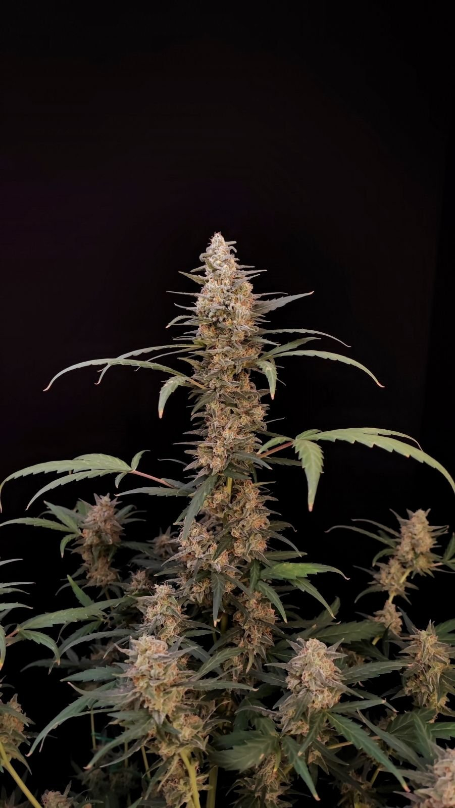 420 Fast Buds Cannabissamen - Critical Auto