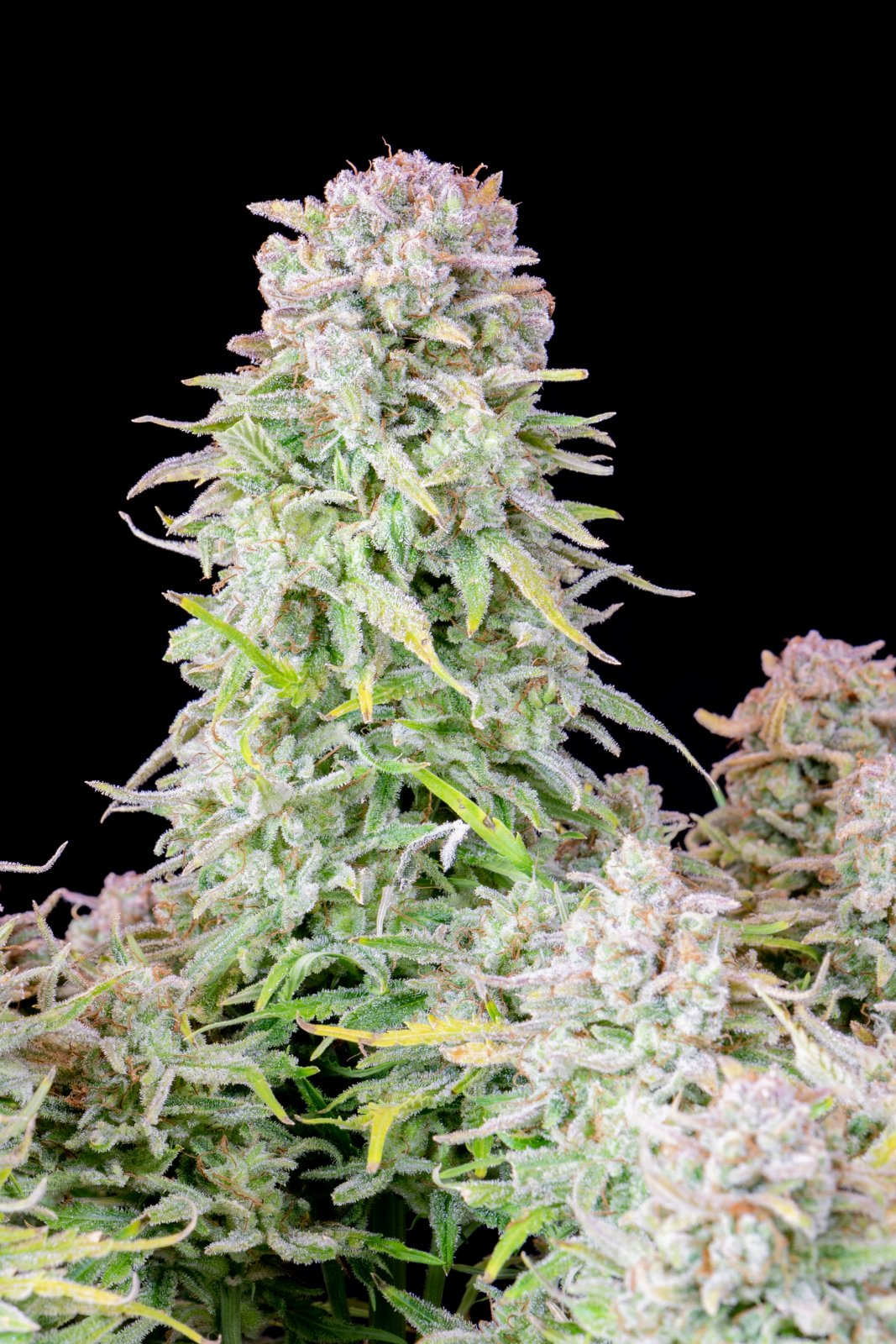 420 Fast Buds Cannabissamen Afghan Kush Automatic Pflanze 420 Fast Buds Cannabissamen Afghan Kush Automatic Pflanze
