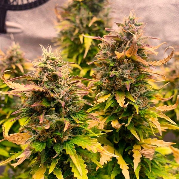 Royal Queen Seeds Royal Kush Automatic Pflanze Royal Queen Seeds Royal Kush Automatic Pflanze