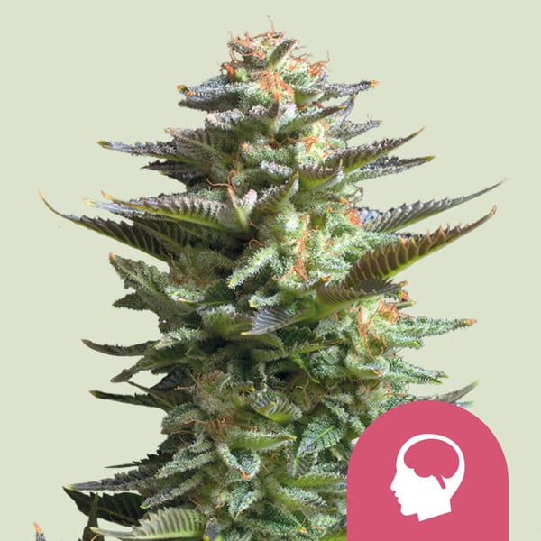 Royal Queen Seeds Cannabissamen - Amnesia Haze USA Premium Feminized