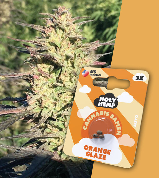 Holy Hemp Cannabissamen - Orange Glaze