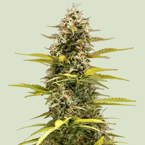 Royal Queen Seeds Cannabissamen Cosmos F1 CBD Auto Pflanze