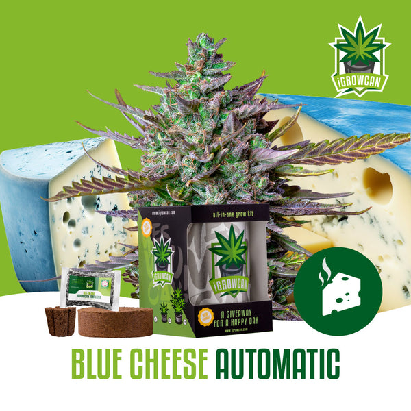 iGrowCan Samenset - Blue Cheese Automatik