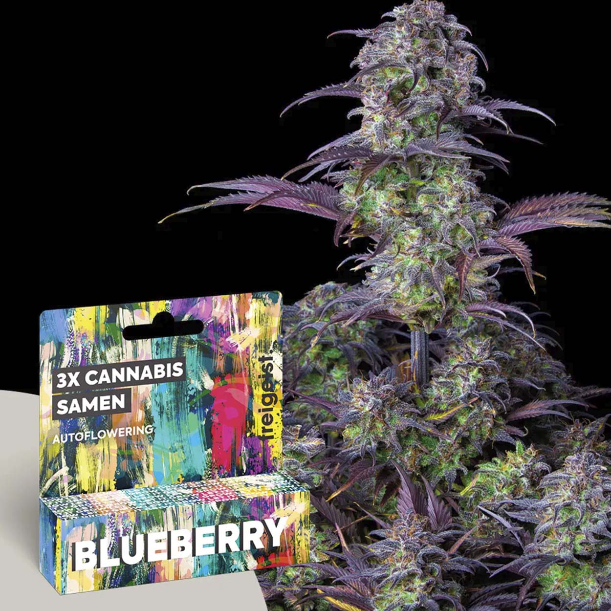 Freigeist Cannabissamen Blueberry Freigeist Cannabissamen Blueberry