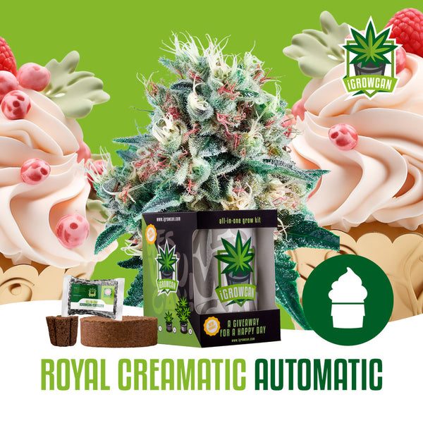 iGrowCan Samenset - Royal Creamatic Automatik