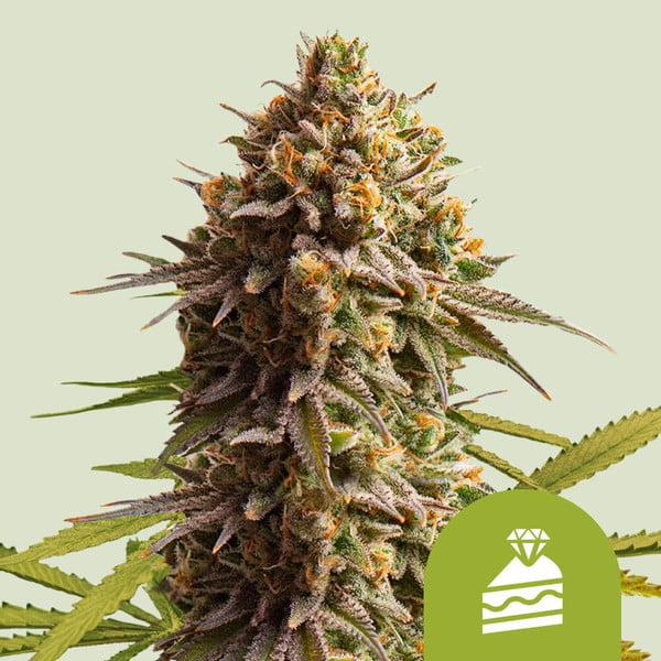 Royal Queen Seeds Cannabissamen - Wedding Cake USA Premium Automatic