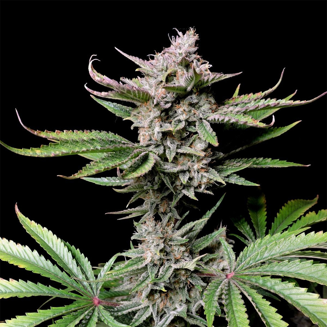 420 Fast Buds Cannabissamen Cherry Cola Automatic Pflanze 420 Fast Buds Cannabissamen Cherry Cola Automatic Pflanze