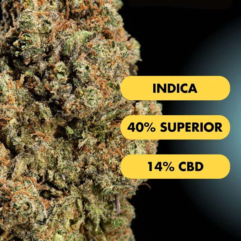 Only Grams Superior Blend Blüte Tangie