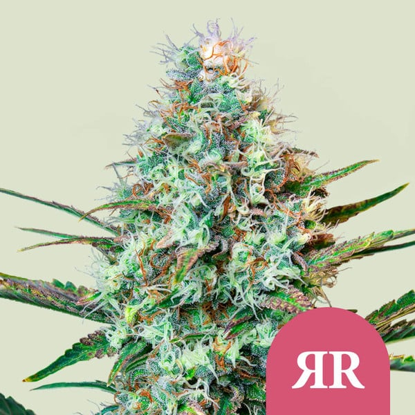 Royal Queen Seeds Cannabissamen - Royal Runtz USA Premium Feminized