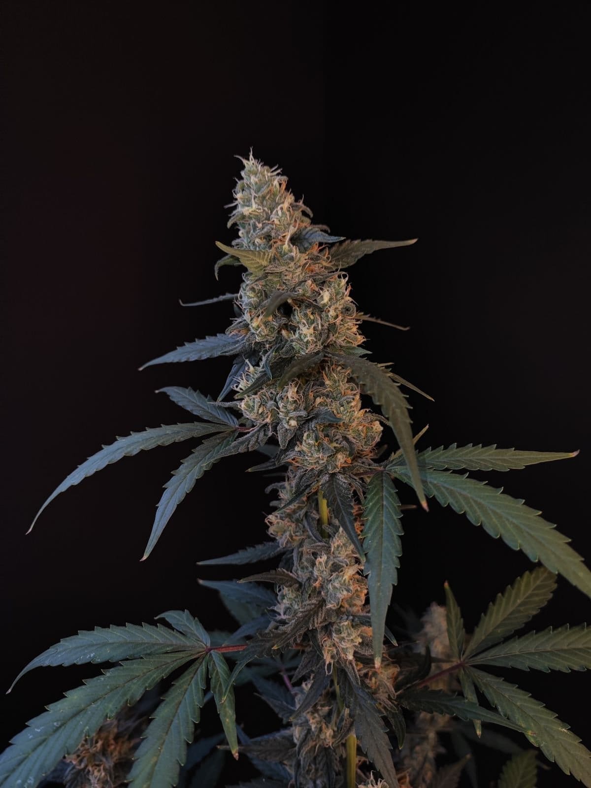 420 Fast Buds Cannabissamen Bubblegum Automatic Pflanze
