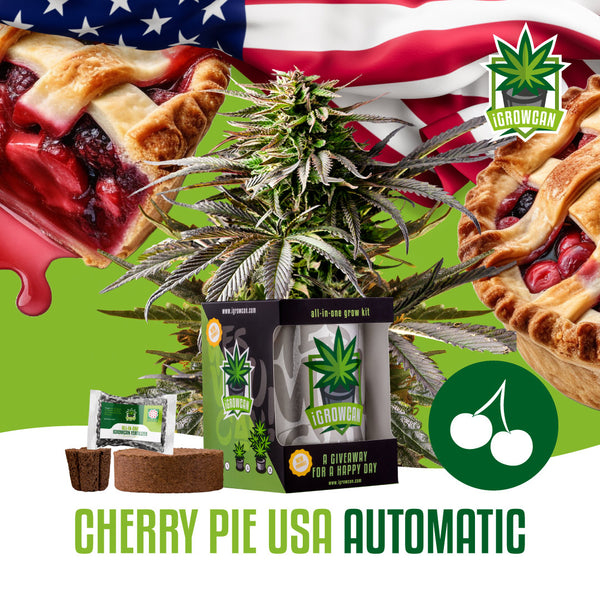 iGrowCan Samenset - Cherry Pie USA Automatik