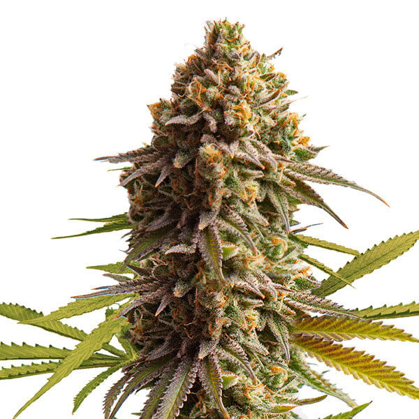 Royal Queen Seeds Cannabissamen - Wedding Cake USA Premium Automatic