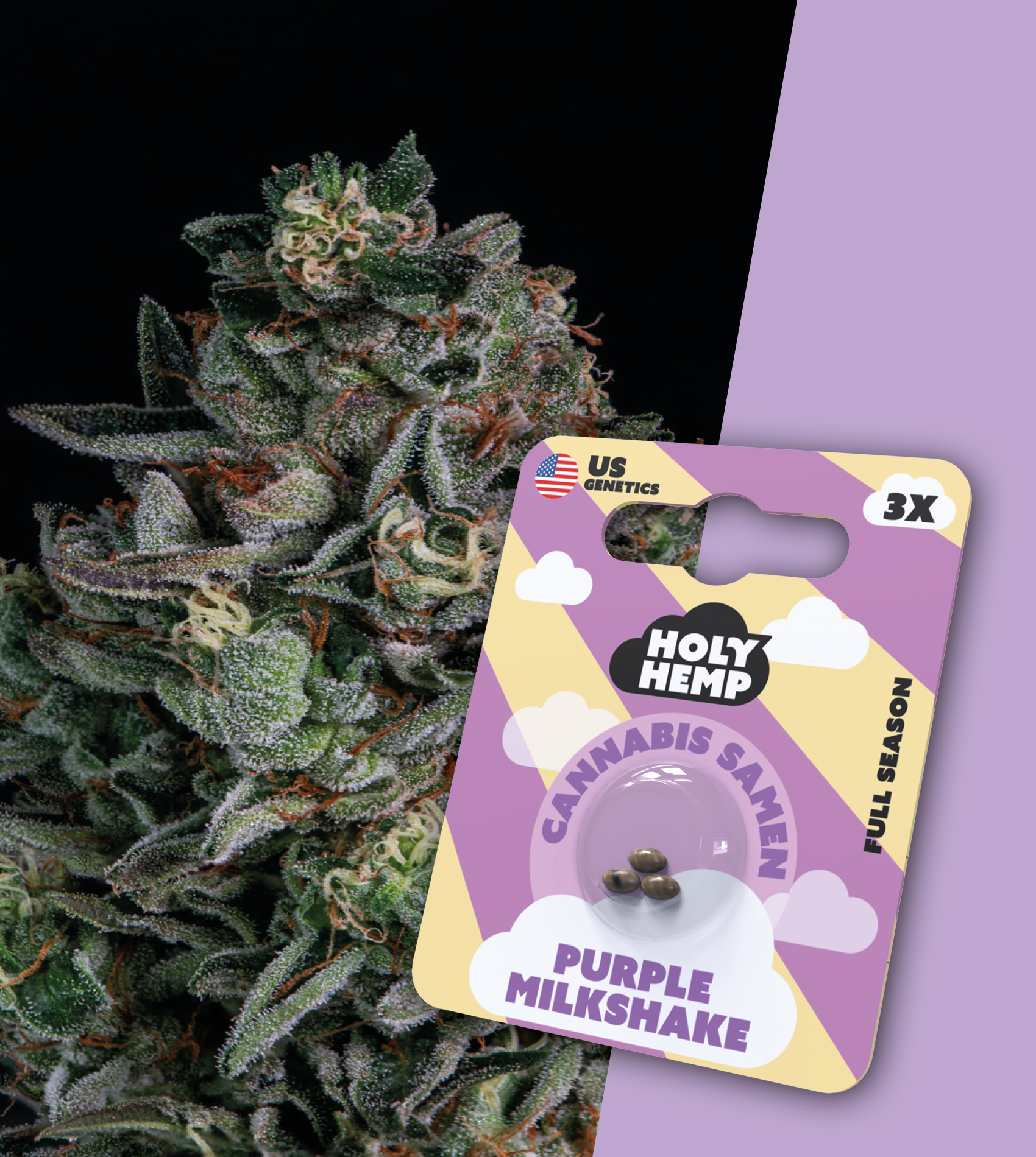 Holy Hemp Cannabissamen - Purple Milkshake
