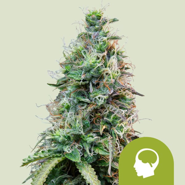 Amnesia Haze Cannabissamen Automatic Amnesia Haze Cannabissamen Automatic