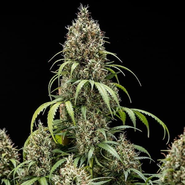 Royal Queen Seeds Cannabissamen - Cookies Gelato USA Premium Automatic