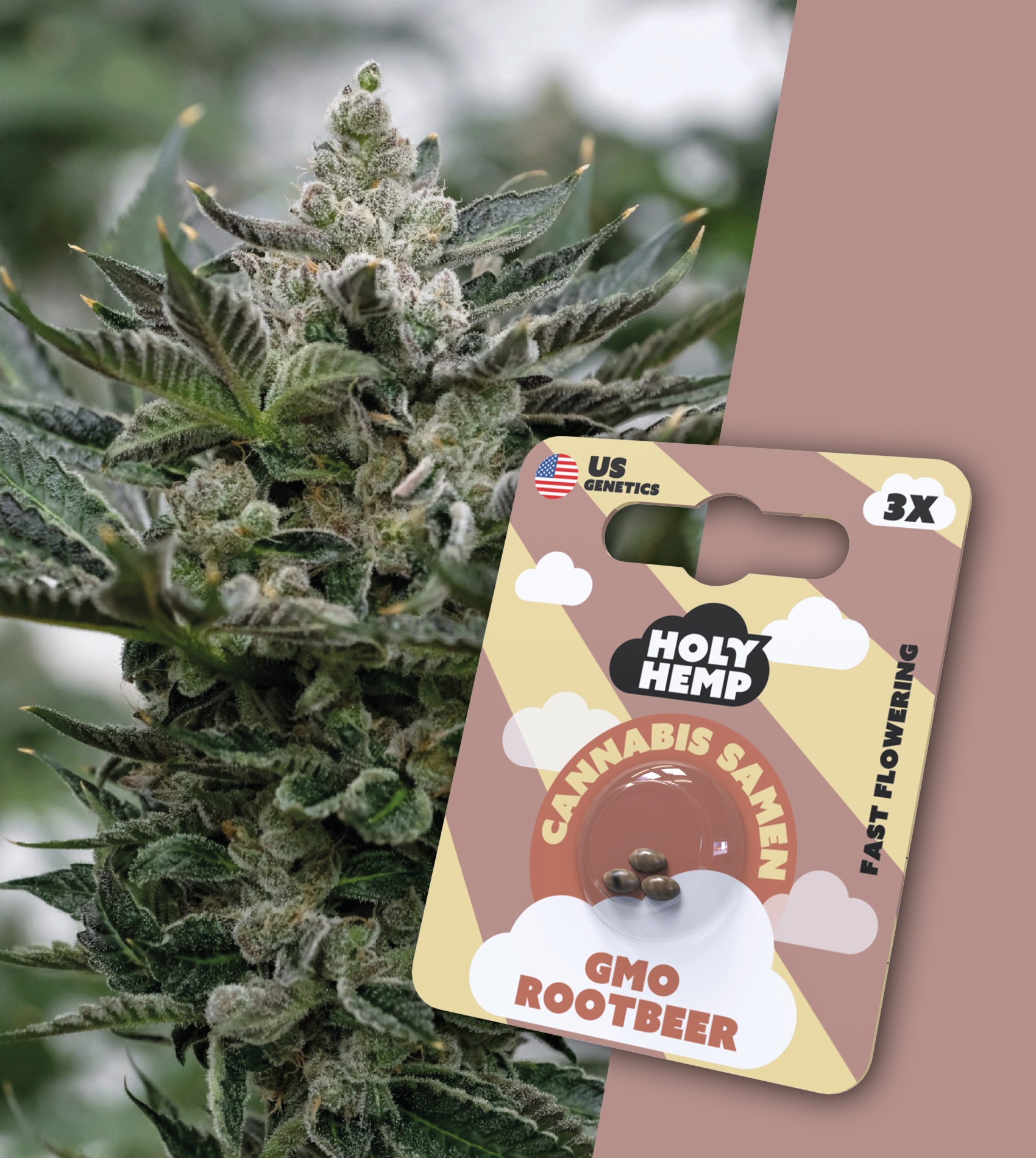 Holy Hemp Cannabissamen - GMO Rootbeer