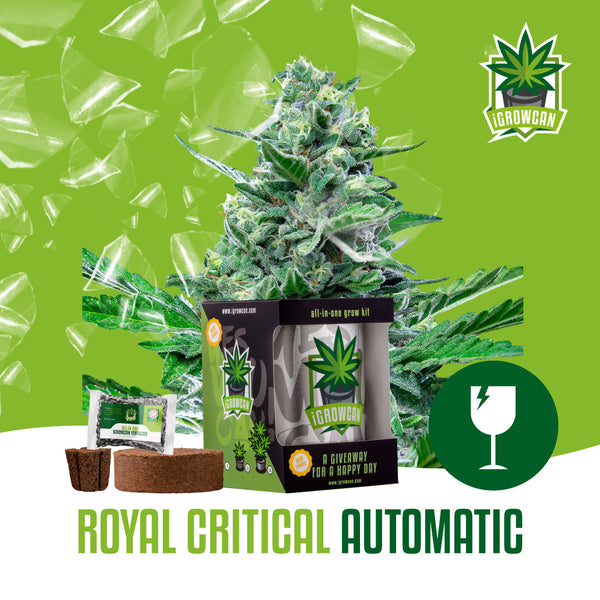 Igrowcan Samenset Royal Critical Automatic Igrowcan Samenset Royal Critical Automatic