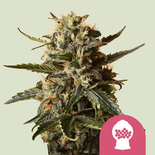 Royal Queen Seeds Cannabissamen - Bubblegum XL Premium Feminized