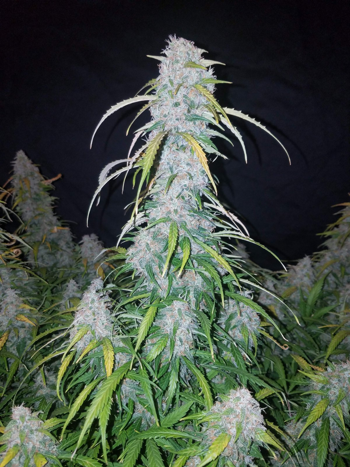 420 Fast Buds Cannabissamen - Six Shooter Auto