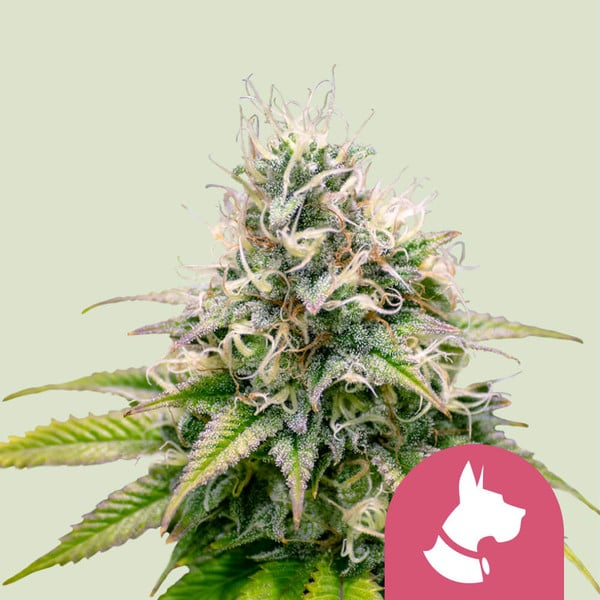 Royal Queen Seeds Cannabissamen - Kali Dog Premium Feminized