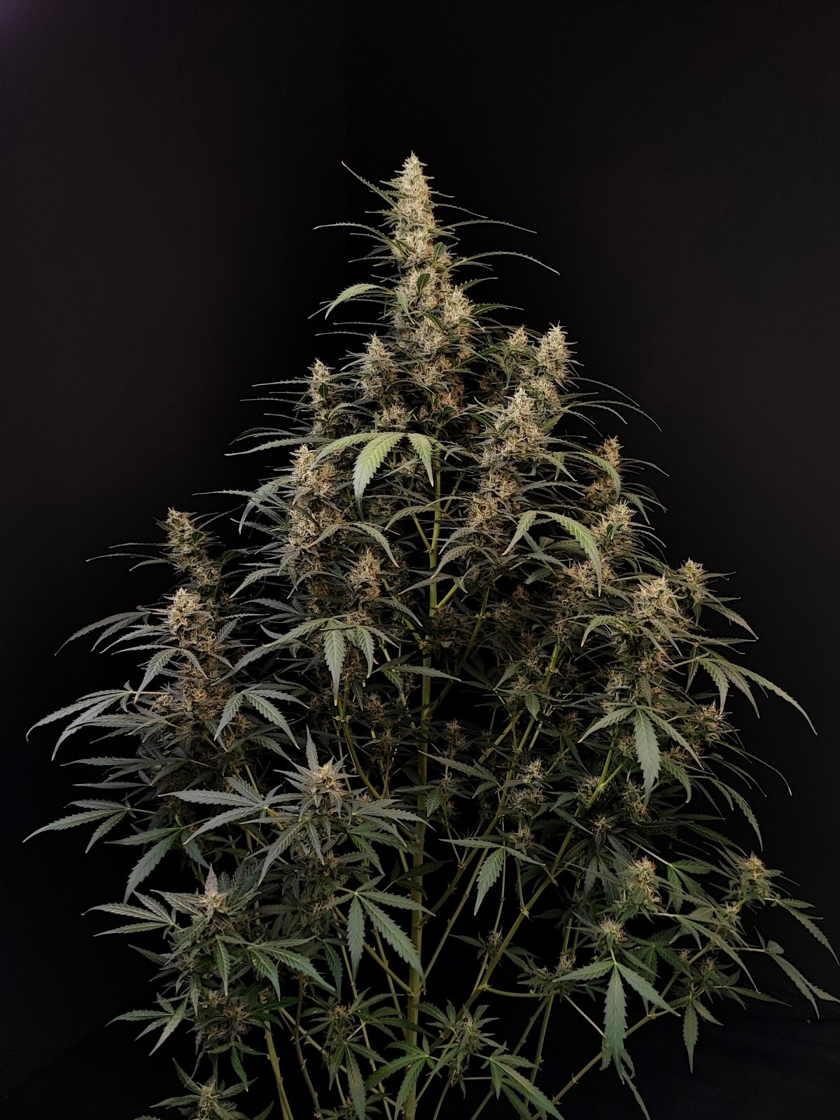 420 Fast Buds Cannabissamen - Amnesia Haze Auto