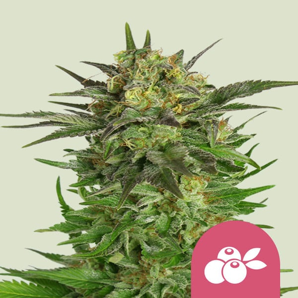 Royal Queen Seeds Cannabissamen - Haze Berry Premium Feminized