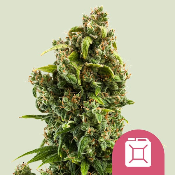 Royal Queen Seeds Cannabissamen - Sour Diesel Premium Feminized