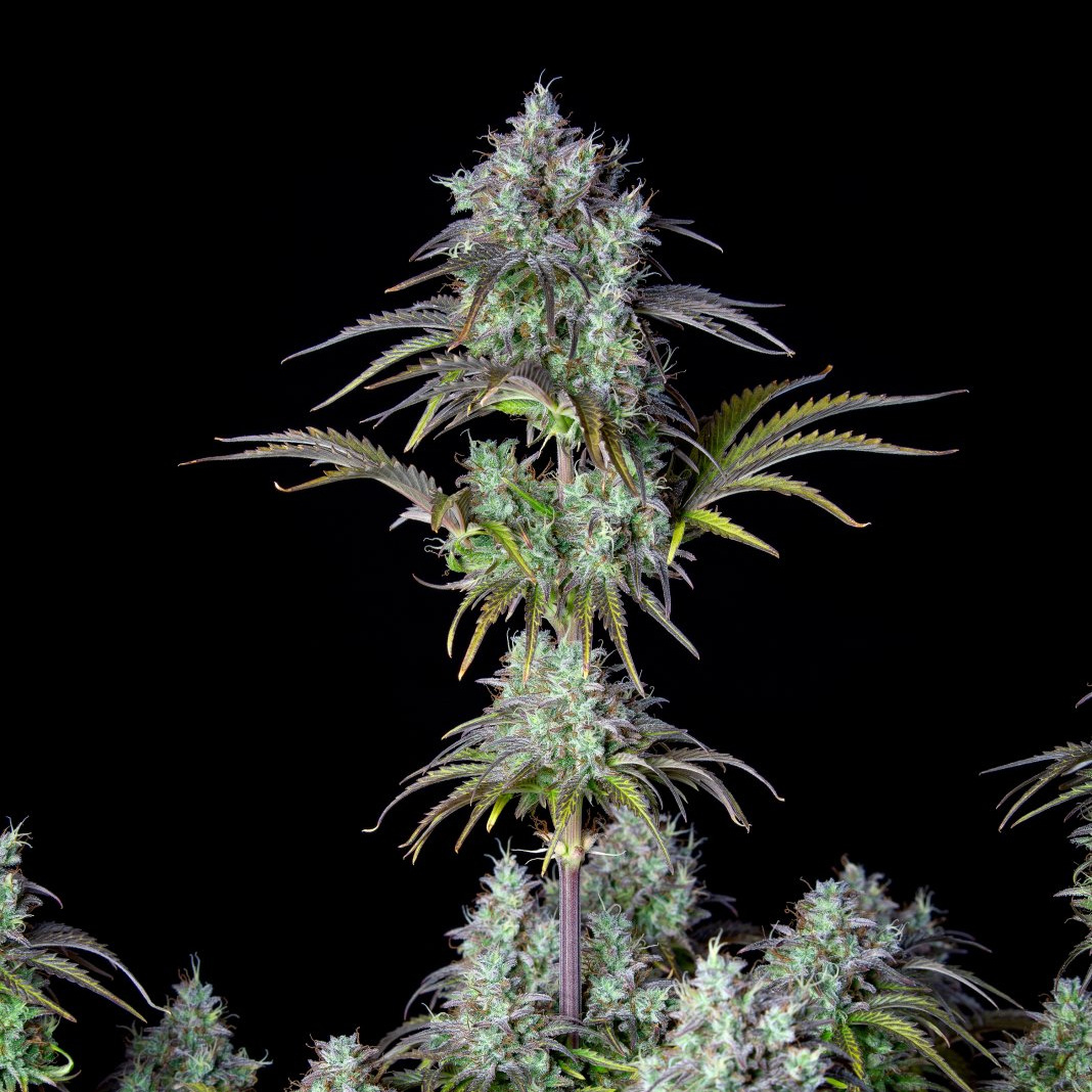 420 Fast Buds Cannabissamen Big Bud Automatic Pflanze 420 Fast Buds Cannabissamen Big Bud Automatic Pflanze