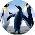 user_profile