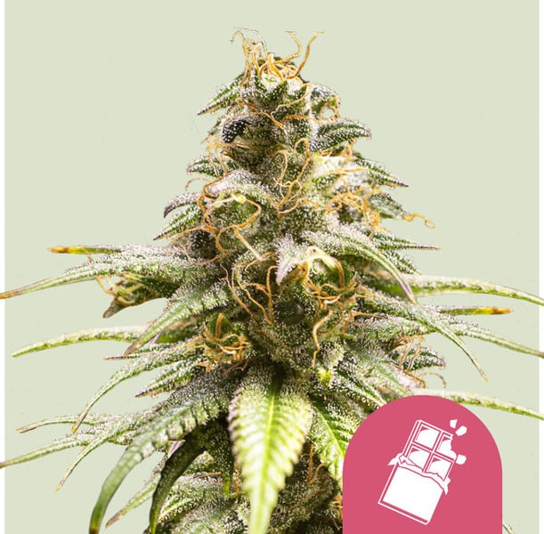 Royal Queen Seeds Cannabissamen - Chocolate Haze Premium Feminized