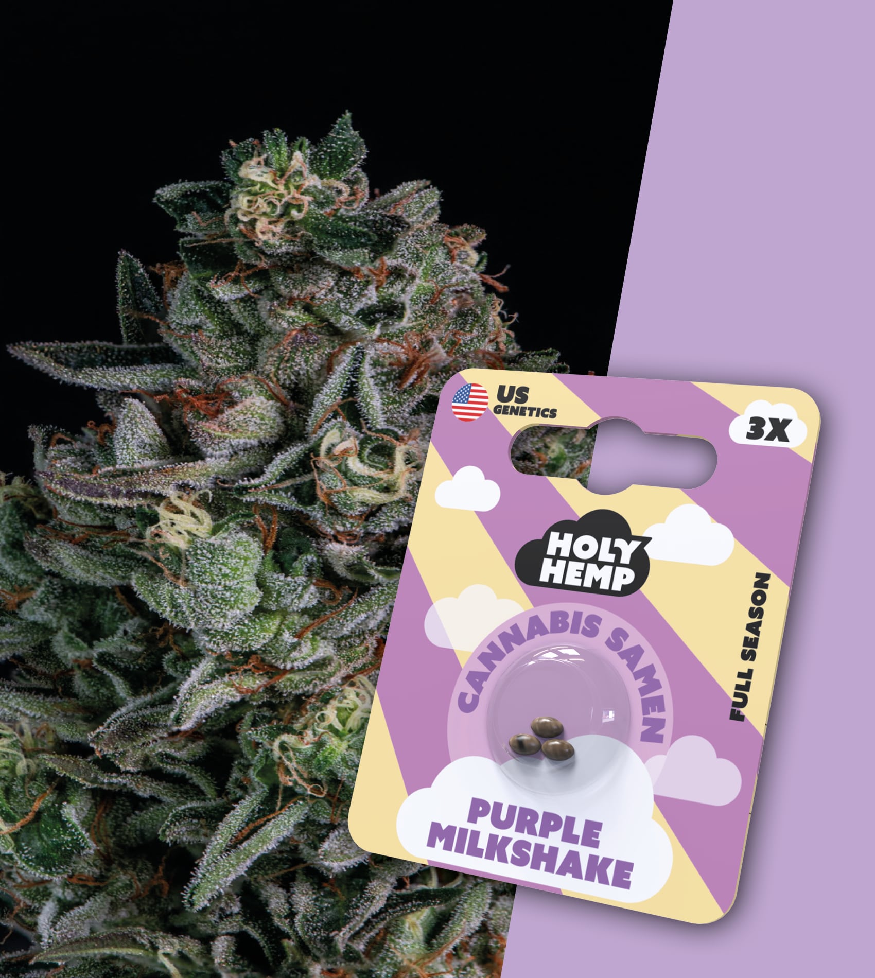 Holy Hemp Cannabissamen Purple Milkshake