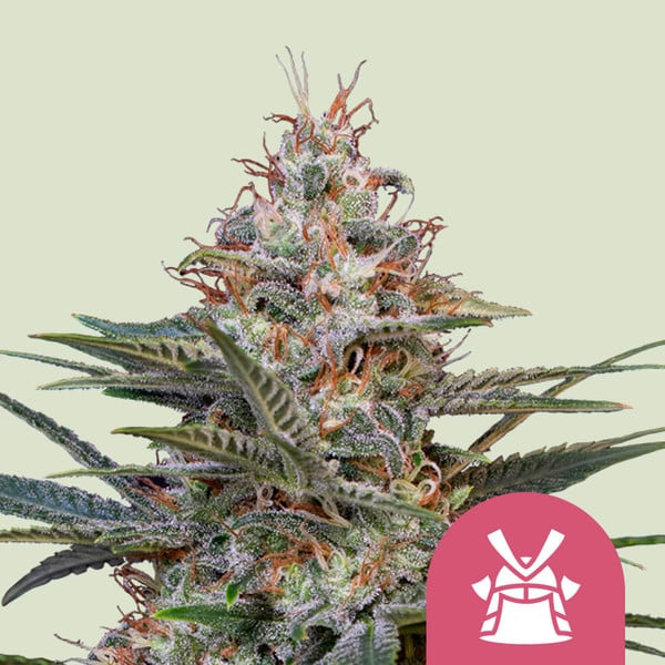 Royal Queen Seeds Cannabissamen - Shogun Premium Feminized