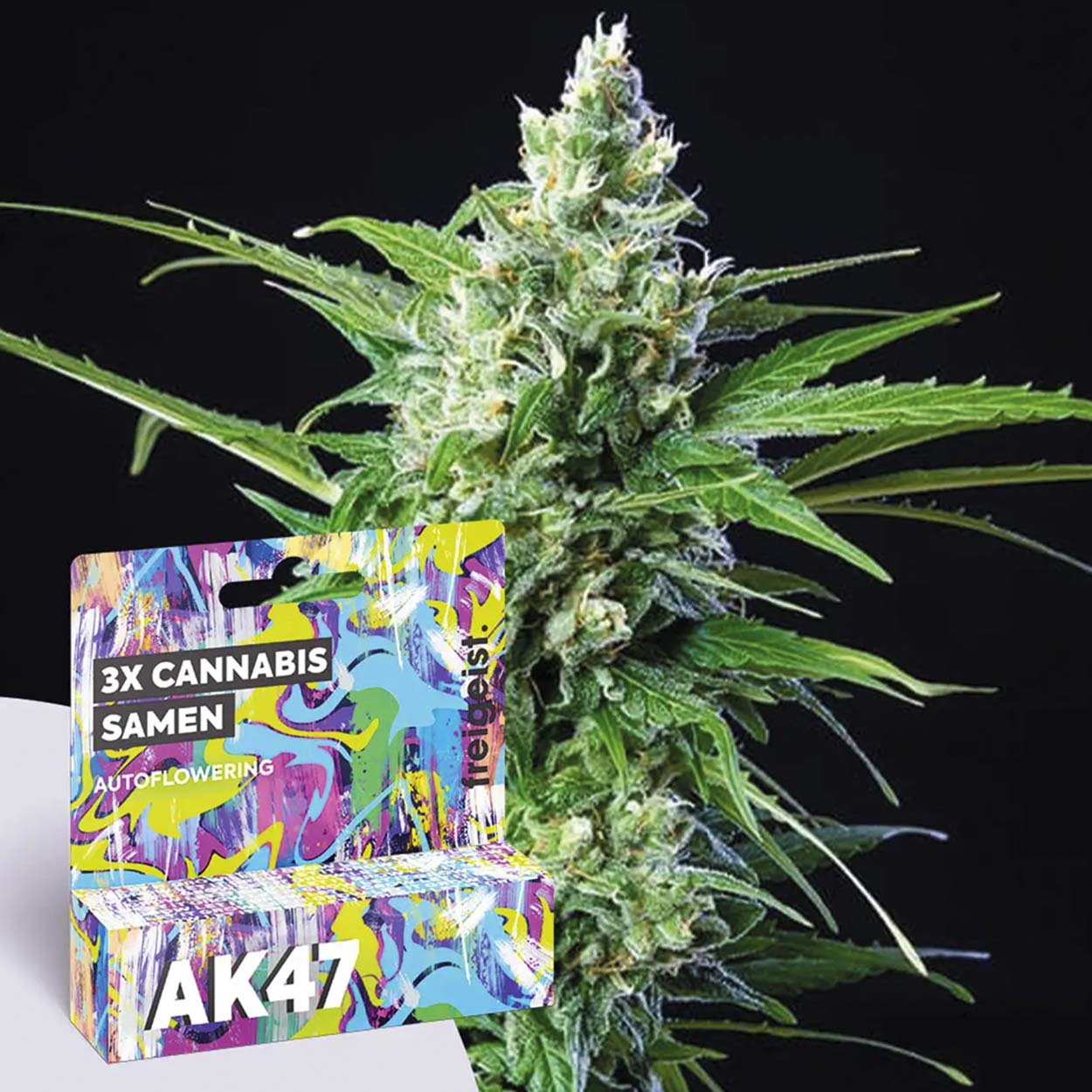 Freigeist Cannabissamen AK47 Freigeist Cannabissamen AK47