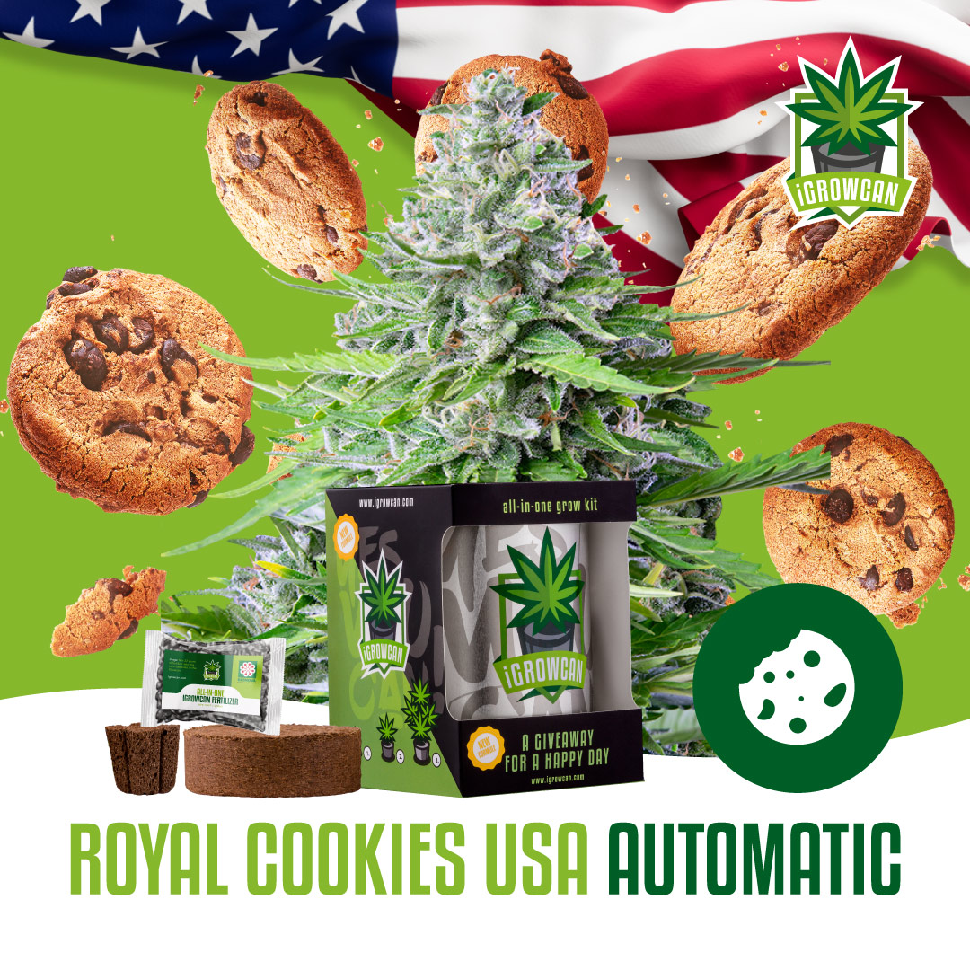 iGrowCan Samenset - Royal Cookies Automatik