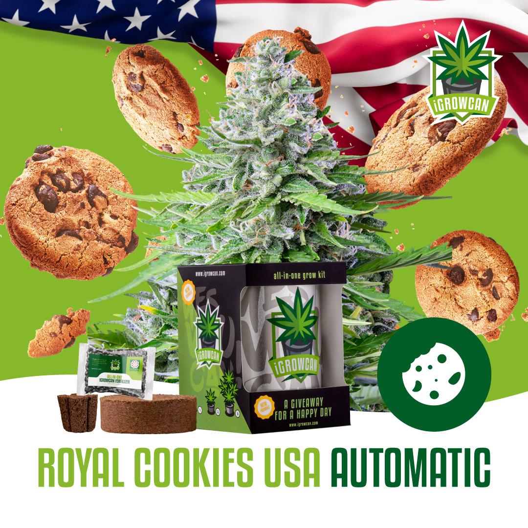 Igrowcan Automatic Royal Cookies Igrowcan Automatic Royal Cookies