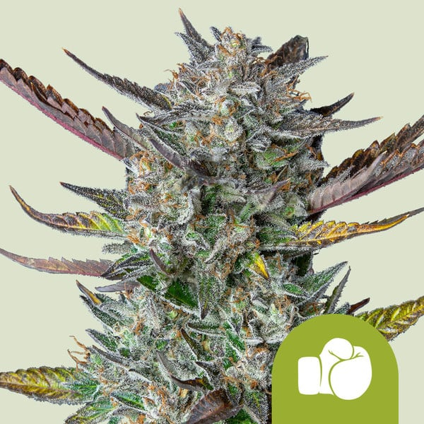 Royal Queen Seeds Cannabissamen Purple Punch Automatic Pflanze Royal Queen Seeds Cannabissamen Purple Punch Automatic Pflanze
